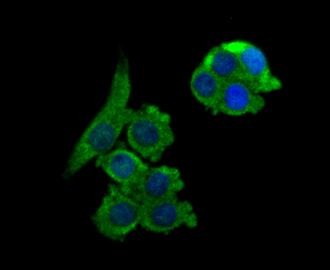 IF(ICC) staining with NCK1 (7C2) Monoclonal Antibody (bsm-54207R) at 1:100 in LOVO cells (green). The nuclear counterstain is DAPI (blue). Cells were fixed in paraformaldehyde, permeabilized with 0.25% Triton X100/PBS.
