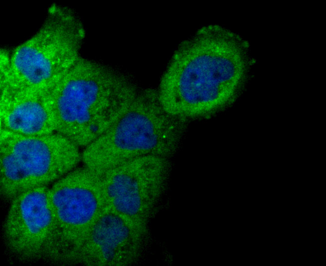IF(ICC) staining with NCK1 (7C2) Monoclonal Antibody (bsm-54207R) at 1:100 in A431 cells (green). The nuclear counterstain is DAPI (blue). Cells were fixed in paraformaldehyde, permeabilized with 0.25% Triton X100/PBS.