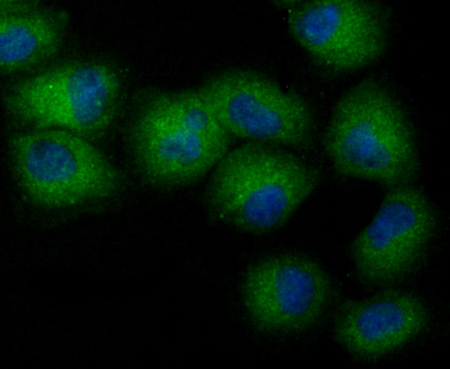 IF(ICC) staining with NCK1 (7C2) Monoclonal Antibody (bsm-54207R) at 1:100 in HUVEC cells (green). The nuclear counterstain is DAPI (blue). Cells were fixed in paraformaldehyde, permeabilized with 0.25% Triton X100/PBS.