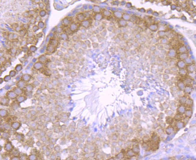 Paraformaldehyde-fixed and paraffin-embedded Mouse Testis tissue incubated with NCK1 (7C2) Monoclonal Antibody (bsm-54207R) at 1:100, overnight at 4°C, followed by a conjugated secondary antibody and DAB staining. Counterstained with hematoxylin.