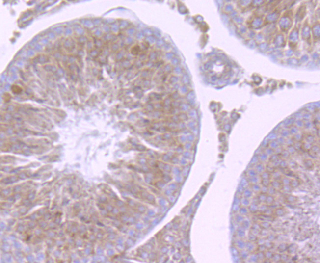 Paraformaldehyde-fixed and paraffin-embedded Rat Testis tissue incubated with NCK1 (7C2) Monoclonal Antibody (bsm-54207R) at 1:100, overnight at 4°C, followed by a conjugated secondary antibody and DAB staining. Counterstained with hematoxylin.