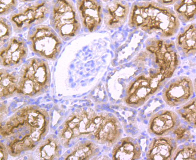 Paraformaldehyde-fixed and paraffin-embedded Human Kidney tissue incubated with NCK1 (7C2) Monoclonal Antibody (bsm-54207R) at 1:100, overnight at 4°C, followed by a conjugated secondary antibody and DAB staining. Counterstained with hematoxylin.