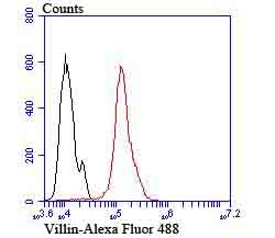 Flow cytometric analysis of Hela cells with Villin-1 (5C1) Monoclonal Antibody (bsm-54212R) 1:100 dilution (red) compared with an unlabeled control (cells without incubation with primary antibody; black).