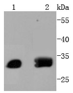 Lane 1: Jurkat Cells; Lane 2: PC-12 Cells; Probed with ATF5 (7C4) Monoclonal Antibody (bsm-52668R) at 1:1000 overnight at 4°C followed by a conjugated secondary antibody for 60 minutes at 37°C.