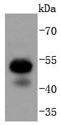Jurkat cell lysate probed with RUNX1+RUNX2+RUNX3 (1C3) Monoclonal Antibody (bsm-52674R) at 1:1000 overnight at 4°C followed by a conjugated secondary antibody for 60 minutes at 37°C.