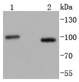 Lane 1: K562 Cells; Lane 2:HepG2 Cells; Probed with Stromal interaction molecule 1 (7C4) Monoclonal Antibody (bsm-52677R) at 1:1000 overnight at 4°C followed by a conjugated secondary antibody for 60 minutes at 37°C.