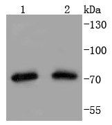 Lane 1: Hela Cells; Lane 2: 293T Cells; Probed with Hsp75 (6C2) Monoclonal Antibody (bsm-52678R) at 1:1000 overnight at 4°C followed by a conjugated secondary antibody for 60 minutes at 37°C.