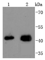 Lane 1: U937 Cells; Lane 2: THP-1 Cells; Probed with JunB (2C1) Monoclonal Antibody (bsm-52681R) at 1:1000 overnight at 4°C followed by a conjugated secondary antibody for 60 minutes at 37°C.