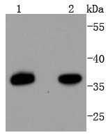 Lane 1: HepG2 Cells; Lane 2: Hela Cells; Probed with PAX9 (4C4) Monoclonal Antibody (bsm-52683R) at 1:1000 overnight at 4°C followed by a conjugated secondary antibody for 60 minutes at 37°C.