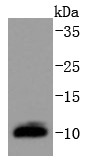 MCF-7 cell lysate probed with DYNLL1 (9T1) Monoclonal Antibody (bsm-52688R) at 1:1000 overnight at 4°C followed by a conjugated secondary antibody for 60 minutes at 37°C.