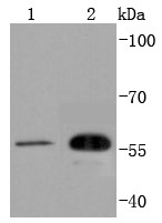Lane 1: HUVEC Cells; Lane 2: Hela Cells; Probed with CDC42EP1 (4C1) Monoclonal Antibody (bsm-52707R) at 1:1000 overnight at 4°C followed by a conjugated secondary antibody for 60 minutes at 37°C.