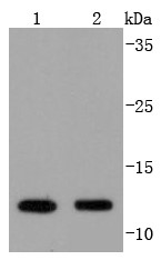 Lane 1: Hela lysates; Lane 2: Mouse kidney lysates; Probed with VAMP8 (1C1) Monoclonal Antibody (bsm-52796R) at 1:1000 overnight at 4°C followed by a conjugated secondary antibody for 60 minutes at 37°C.