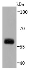 Lane 1: HUVEC cells lysates; Probed with Src (8C4) Monoclonal Antibody (bsm-52790R) at 1:1000 overnight at 4°C followed by a conjugated secondary antibody for 60 minutes at 37°C.