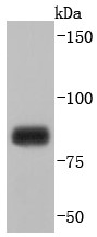 Lane 1: K562 cells lysates; Probed with Mitofusin 1 (7C2) Monoclonal Antibody (bsm-52788R) at 1:1000 overnight at 4°C followed by a conjugated secondary antibody for 60 minutes at 37°C.