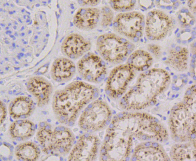 Paraformaldehyde-fixed and paraffin-embedded Human kidney tissue incubated with LAMP2a (2C4) Monoclonal Antibody (bsm-52255R) at 1:100, overnight at 4°C, followed by a conjugated secondary antibody and DAB staining. Counterstained with hematoxylin.