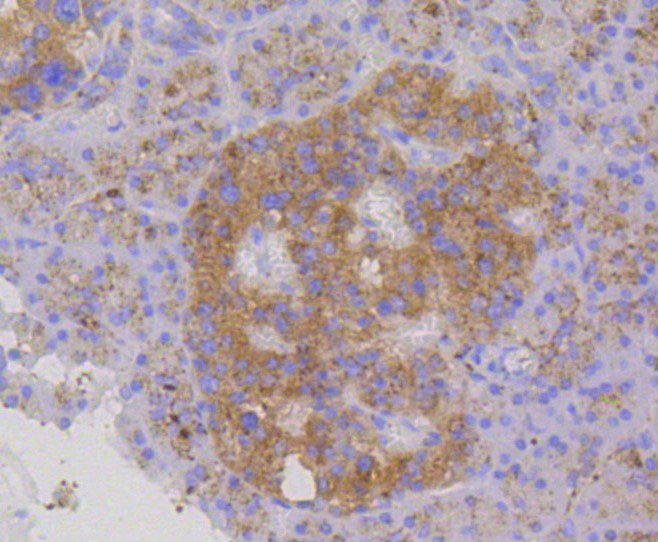 Paraformaldehyde-fixed and paraffin-embedded Human pancreas tissue incubated with LAMP2a (2C4) Monoclonal Antibody (bsm-52255R) at 1:100, overnight at 4°C, followed by a conjugated secondary antibody and DAB staining. Counterstained with hematoxylin.