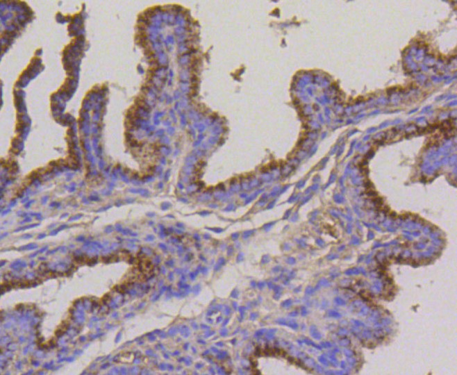 Paraformaldehyde-fixed and paraffin-embedded Mouse placenta tissue incubated with LAMP2a (2C4) Monoclonal Antibody (bsm-52255R) at 1:100, overnight at 4°C, followed by a conjugated secondary antibody and DAB staining. Counterstained with hematoxylin.