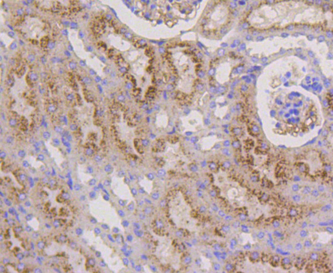 Paraformaldehyde-fixed and paraffin-embedded Mouse kidney tissue incubated with LAMP2a (2C4) Monoclonal Antibody (bsm-52255R) at 1:100, overnight at 4°C, followed by a conjugated secondary antibody and DAB staining. Counterstained with hematoxylin.