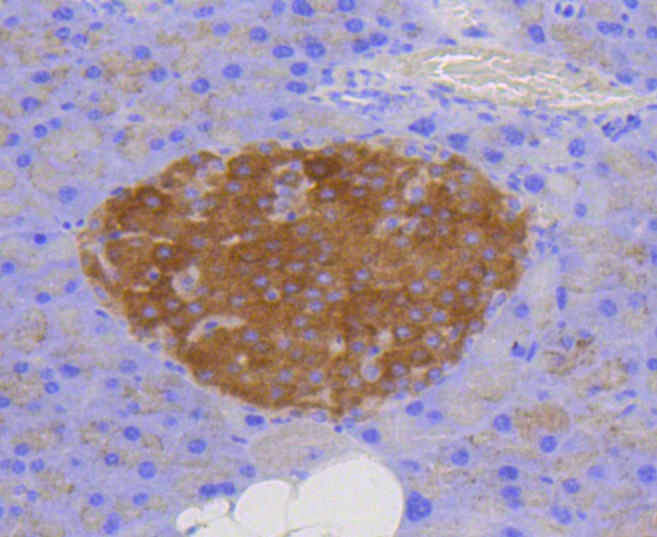Paraformaldehyde-fixed and paraffin-embedded Mouse pancreas tissue incubated with LAMP2a (2C4) Monoclonal Antibody (bsm-52255R) at 1:100, overnight at 4°C, followed by a conjugated secondary antibody and DAB staining. Counterstained with hematoxylin.