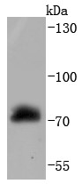 HepG2 cells Probed with Raf1 (5C2) Monoclonal Antibody (bsm-52718R) at 1:1000 overnight at 4°C followed by a conjugated secondary antibody for 60 minutes at 37°C.