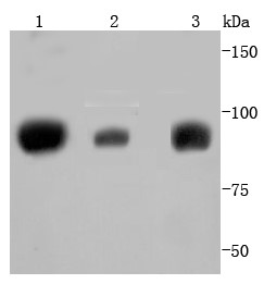 Lane 1: K562 Cells; Lane 2: Jurkat Cells; Lane 3: PC-12 Cells; Probed with STAT5A + STAT5B (4C4) Monoclonal Antibody (bsm-52732R) at 1:1000 overnight at 4°C followed by a conjugated secondary antibody for 60 minutes at 37°C. Lane 1: K562 Cells; Lane 2: Jurkat Cells; Lane 3: PC-12 Cells; Probed with STAT5A + STAT5B (4C4) Monoclonal Antibody (bsm-52732R) at 1:1000 overnight at 4°C followed by a conjugated secondary antibody for 60 minutes at 37°C.