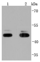 Lane 1: NIH/3T3 Cells; Lane 2: PC-12 Cells; Probed with JNK1+JNK3 (4T6) Monoclonal Antibody (bsm-52733R) at 1:1000 overnight at 4°C followed by a conjugated secondary antibody for 60 minutes at 37°C.