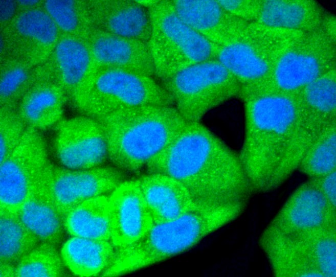 IF(ICC) staining with ERK1/2 (3A12) Monoclonal Antibody (bsm-52259R) at 1:100 in HeLa cells (green). The nuclear counterstain is DAPI (blue). Cells were fixed in paraformaldehyde, permeabilized with 0.25% Triton X100/PBS.