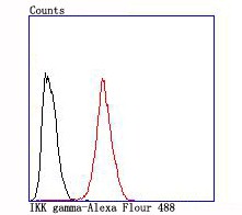 Flow cytometric analysis of Hela cells with IKK gamma (4A4) Monoclonal Antibody (bsm-54012R) at a 1:50 dilution (red) compared with an unlabeled control (cells without incubation with primary antibody; black).