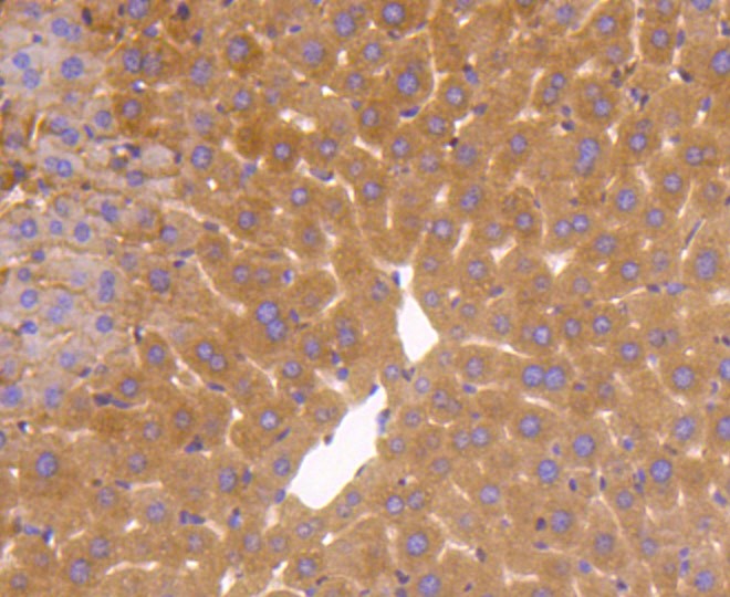 Paraformaldehyde-fixed and paraffin-embedded Mouse liver tissue incubated with GAPDH (3B5) Monoclonal Antibody (bsm-52262R) at 1:100, overnight at 4°C, followed by a conjugated secondary antibody and DAB staining. Counterstained with hematoxylin.