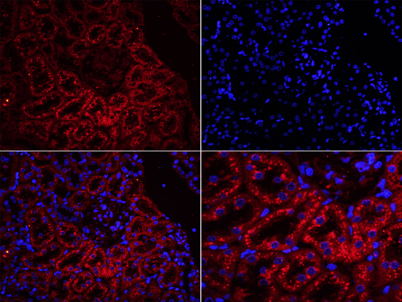 Paraformaldehyde-fixed, paraffin-embedded Rat Kidney tissue; Antigen retrieval by boiling in sodium citrate buffer (0.01M, pH 6.0) for 15min; Blocking buffer (normal goat serum) at 37°C for 20min; Antibody incubation with Uromodulin Polyclonal Antibody, Unconjugated (bs-2189R) at 1:200 overnight at 4°C. A Goat Anti-Rabbit IgG, Cy3 Conjugated secondary antibody (bs-0295G-Cy3) was used for 40 mins at 37°C. DAPI (5ug/ml, blue) was used for nuclei staining.