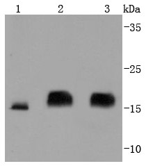Lane 1: K562 Cells; Lane 2: HepG2 Cells; Lane 3: 293 Cells; Probed with eIF4EBP1 (9C1) Monoclonal Antibody (bsm-52771R) at 1:1000 overnight at 4°C followed by a conjugated secondary antibody for 60 minutes at 37°C.