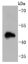 Human brain lysate probed with Doublecortin (7C4) Monoclonal Antibody (bsm-52786R) at 1:1000 overnight at 4°C followed by a conjugated secondary antibody for 60 minutes at 37°C.