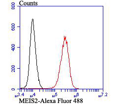 Flow cytometric analysis of K562 cells with MEIS2 (3C2) Monoclonal Antibody (bsm-54251R) 1:100 dilution (red) compared with an unlabeled control (cells without incubation with primary antibody; black).