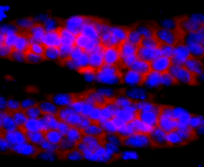 IF(ICC) staining with Interleukin-4 (3F4) Monoclonal Antibody (bsm-54002R) at 1:100 in D3 cells (red). The nuclear counterstain is DAPI (blue). Cells were fixed in paraformaldehyde, permeabilized with 0.25% Triton X100/PBS.