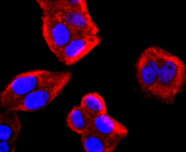 IF(ICC) staining with Interleukin-4 (3F4) Monoclonal Antibody (bsm-54002R) at 1:100 in Hela cells (red). The nuclear counterstain is DAPI (blue). Cells were fixed in paraformaldehyde, permeabilized with 0.25% Triton X100/PBS.
