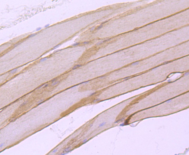 Paraformaldehyde-fixed and paraffin-embedded Mouse skeletal muscle tissue incubated with alpha sarcoglycan (5H4) Monoclonal Antibody (bsm-52999R) at 1:100, overnight at 4°C, followed by a conjugated secondary antibody and DAB staining. Counterstained with hematoxylin.