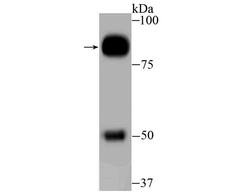 Lane 1: Human Small Intestine; Probed with GAB1 (13C4) Monoclonal Antibody (bsm-54220R) at 1:500 overnight at 4°C followed by a conjugated secondary antibody for 60 minutes at 37°C.