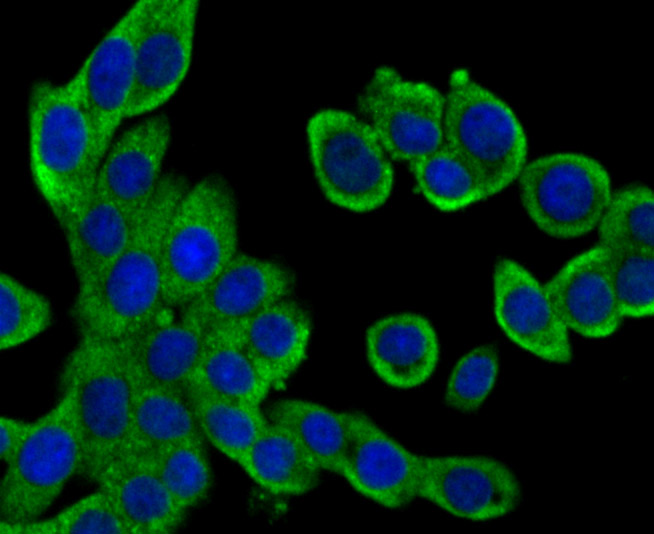 IF(ICC) staining with GAB1 (13C4) Monoclonal Antibody (bsm-54220R) at 1:200 in LOVO cells (green). The nuclear counterstain is DAPI (blue). Cells were fixed in paraformaldehyde, permeabilized with 0.25% Triton X100/PBS.