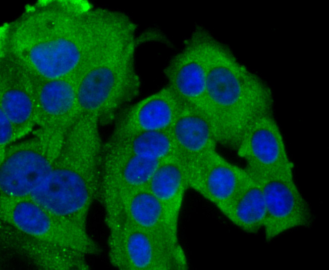 IF(ICC) staining with GAB1 (13C4) Monoclonal Antibody (bsm-54220R) at 1:200 in MCF-7 cells (green). The nuclear counterstain is DAPI (blue). Cells were fixed in paraformaldehyde, permeabilized with 0.25% Triton X100/PBS.