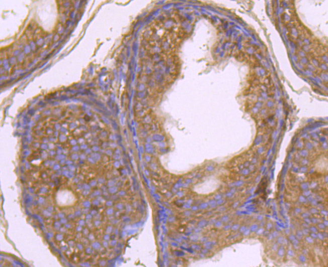 Paraformaldehyde-fixed and paraffin-embedded Rat Epididymis tissue incubated with GAB1 (13C4) Monoclonal Antibody (bsm-54220R) at 1:100, overnight at 4°C, followed by a conjugated secondary antibody and DAB staining. Counterstained with hematoxylin.