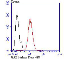 Flow cytometric analysis of Hela cells with GAB1 (13C4) Monoclonal Antibody (bsm-54220R) 1:100 dilution (red) compared with an unlabeled control (cells without incubation with primary antibody; black).