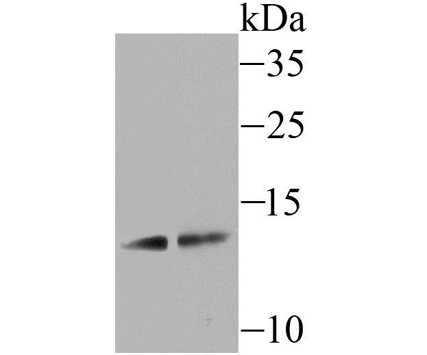 Lane 1: Mouse Lung; Lane 2: A549 Cells; Probed with SCGB1A1 (7G5) Monoclonal Antibody (bsm-54221R) at 1:500 overnight at 4°C followed by a conjugated secondary antibody for 60 minutes at 37°C.