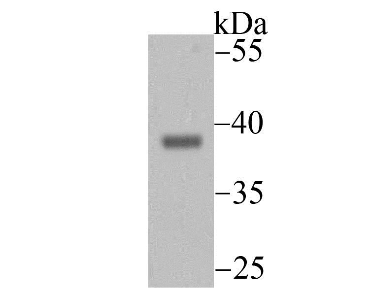 Lane 1: Mouse Heart; Probed with ENDOG (2C1) Monoclonal Antibody (bsm-54227R) at 1:500 overnight at 4°C followed by a conjugated secondary antibody for 60 minutes at 37°C. Lane 1: Mouse Heart; Probed with ENDOG (2C1) Monoclonal Antibody (bsm-54227R) at 1:500 overnight at 4°C followed by a conjugated secondary antibody for 60 minutes at 37°C.