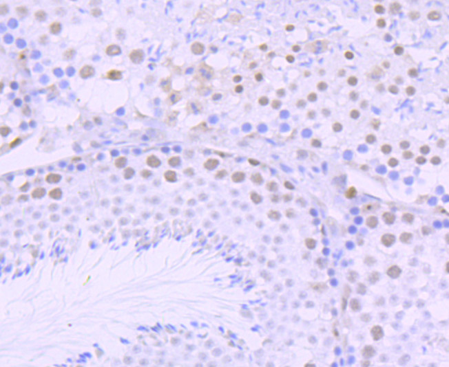 Paraformaldehyde-fixed and paraffin-embedded Mouse Testis tissue incubated with DKC1 (5C7) Monoclonal Antibody (bsm-54241R) at 1:100, overnight at 4°C, followed by a conjugated secondary antibody and DAB staining. Counterstained with hematoxylin.
