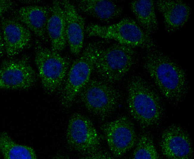 IF(ICC) staining with PSME1 (1C4) Monoclonal Antibody (bsm-54246R) at 1:100 in HepG2 cells (green). The nuclear counterstain is DAPI (blue). Cells were fixed in paraformaldehyde, permeabilized with 0.25% Triton X100/PBS.