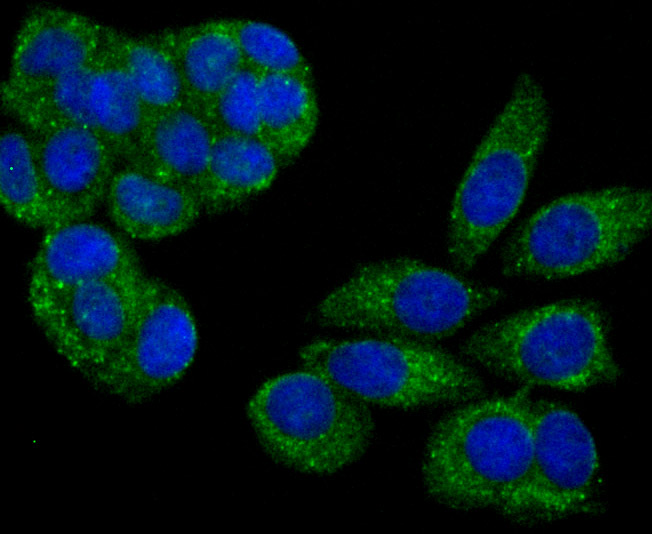 IF(ICC) staining with PSME1 (1C4) Monoclonal Antibody (bsm-54246R) at 1:100 in MCF-7 cells (green). The nuclear counterstain is DAPI (blue). Cells were fixed in paraformaldehyde, permeabilized with 0.25% Triton X100/PBS.