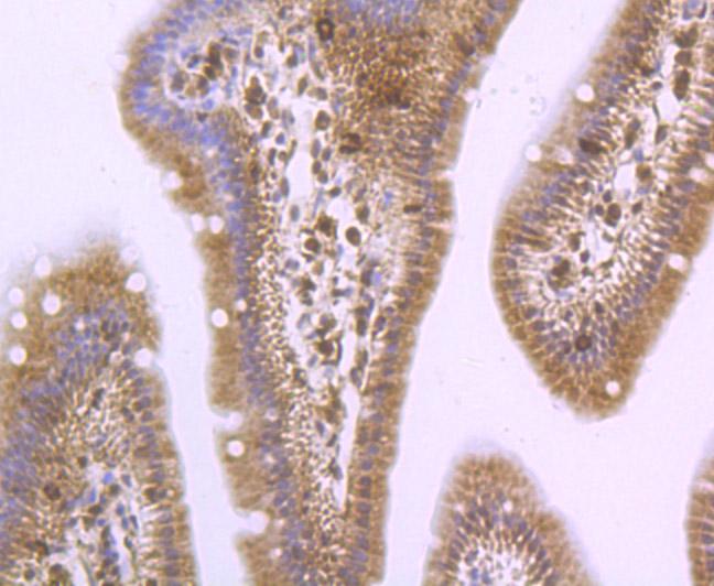 Paraformaldehyde-fixed and paraffin-embedded Mouse Small Intestine tissue incubated with PSME1 (1C4) Monoclonal Antibody (bsm-54246R) at 1:100, overnight at 4°C, followed by a conjugated secondary antibody and DAB staining. Counterstained with hematoxylin.