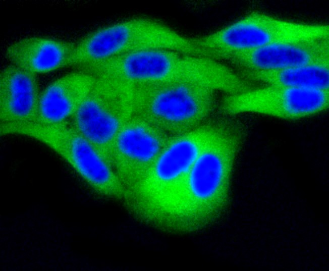 IF(ICC) staining with DUSP6 (9C3) Monoclonal Antibody (bsm-52270R) at 1:100 in HeLa cells (green). The nuclear counterstain is DAPI (blue). Cells were fixed in paraformaldehyde, permeabilized with 0.25% Triton X100/PBS.