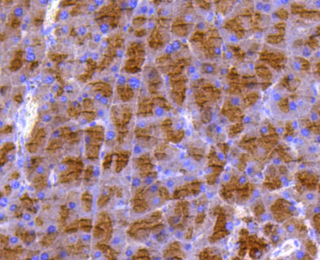 Paraformaldehyde-fixed and paraffin-embedded Mouse pancreas tissue incubated with DUSP6 (9C3) Monoclonal Antibody (bsm-52270R) at 1:100, overnight at 4°C, followed by a conjugated secondary antibody and DAB staining. Counterstained with hematoxylin.