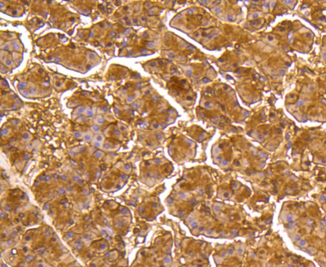 Paraformaldehyde-fixed and paraffin-embedded Human pancreas tissue incubated with DUSP6 (9C3) Monoclonal Antibody (bsm-52270R) at 1:100, overnight at 4°C, followed by a conjugated secondary antibody and DAB staining. Counterstained with hematoxylin.